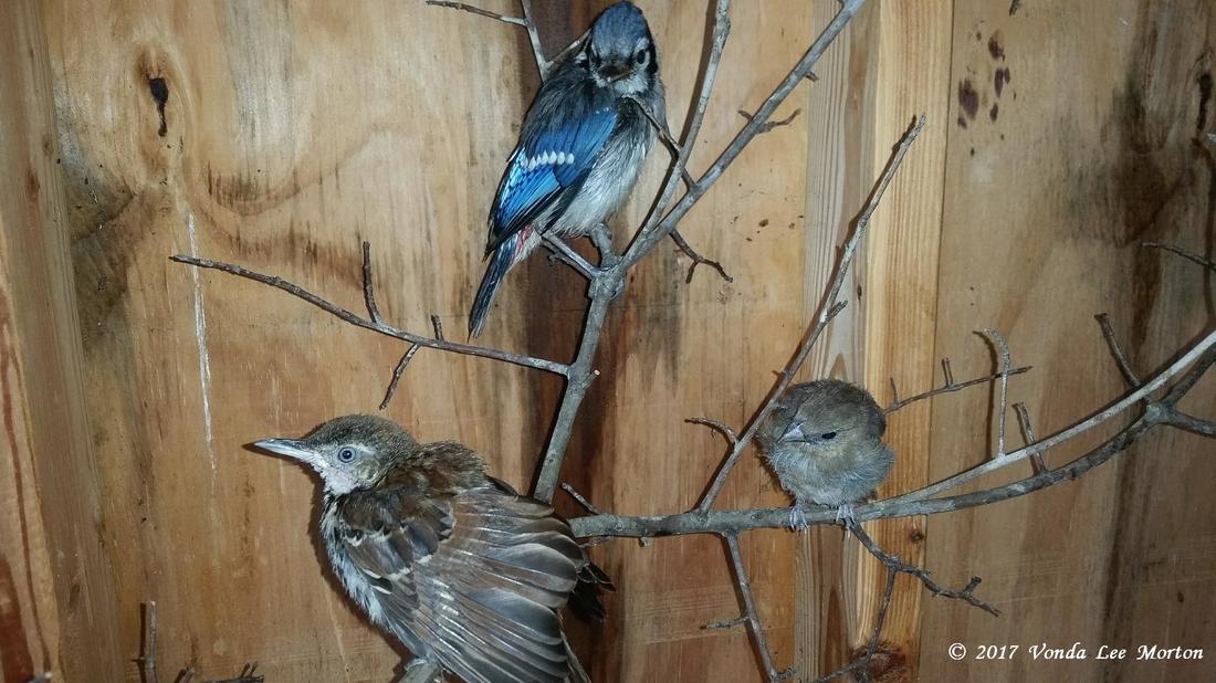 And the birds keep comin' - Laurens Wildlife Rescue
