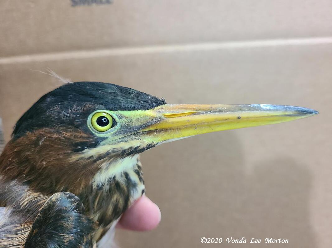 Green Heron - neck extender, Normally the Green heron keeps…