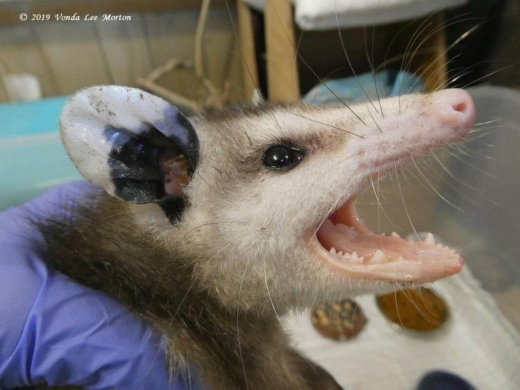 opossum teeth